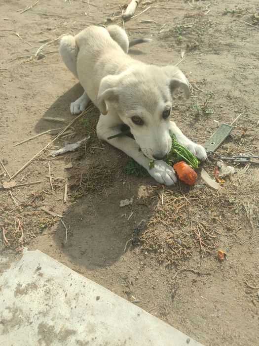 Отдам щенка звоночек