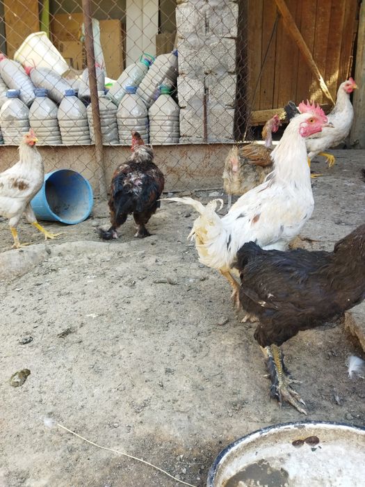 Продаются молодые петушки