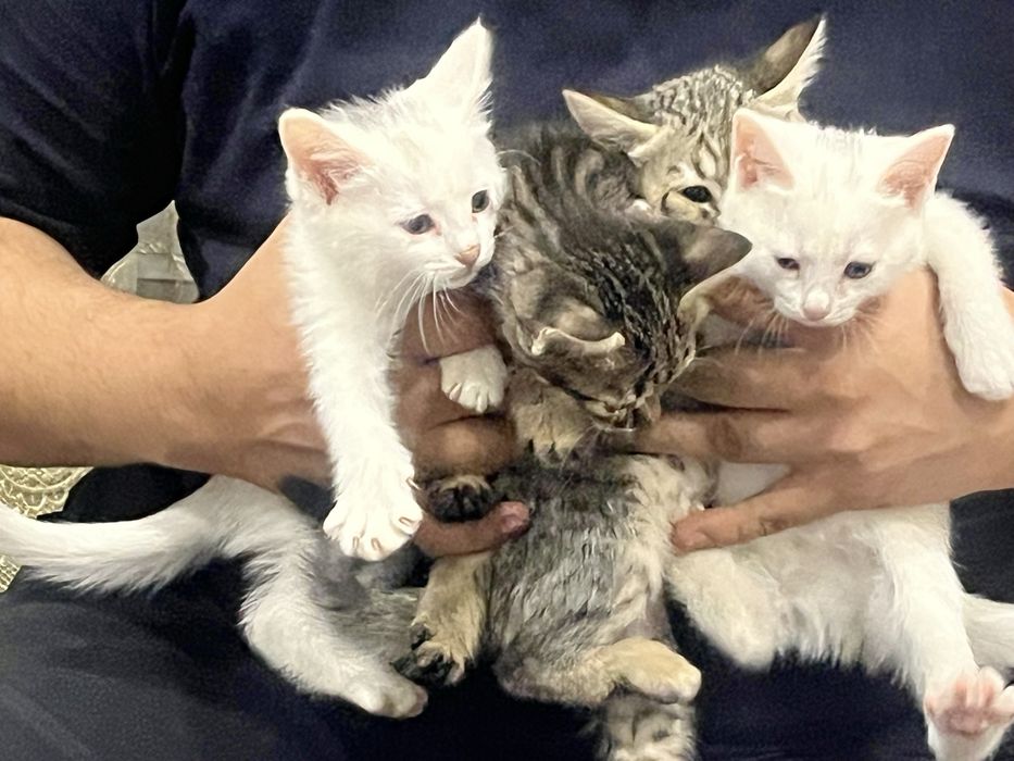Отдам даром котята