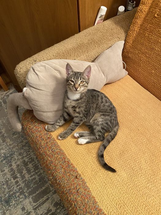 Блошка ищет дом и заботу