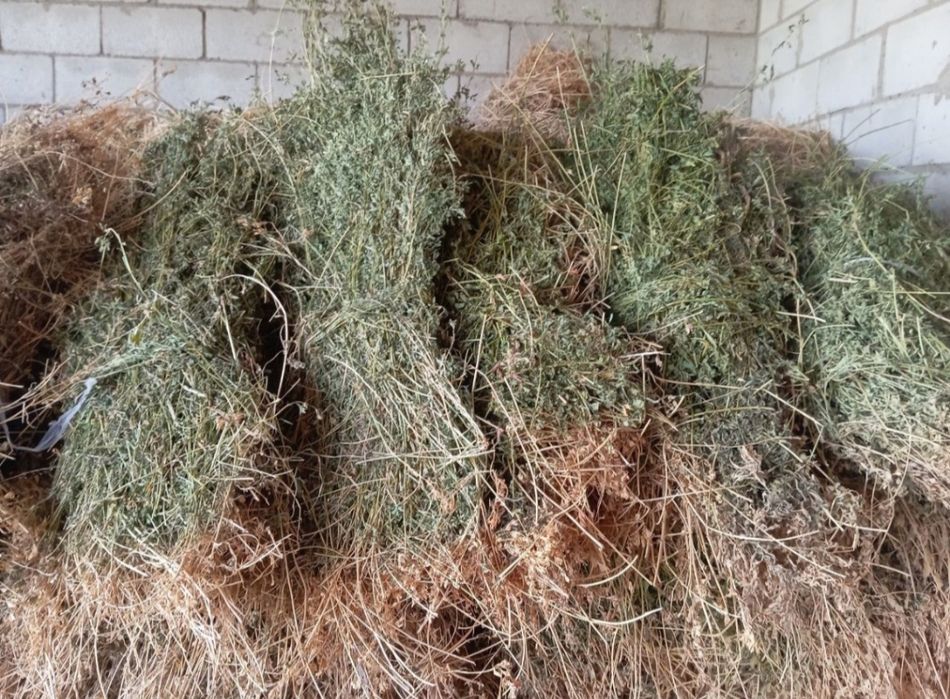 Беда боғ боғланган