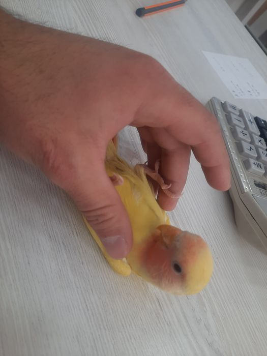 Неразлучкa nerazlushka