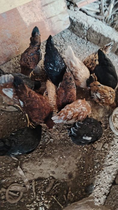 Курицы подросток 6 месяцев