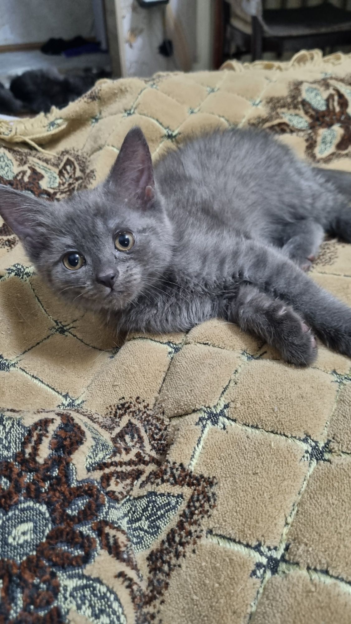 Продаются котята породы Скотиш Страйт