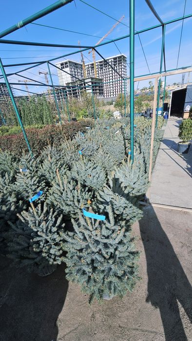 Галубая ел. Ёлка