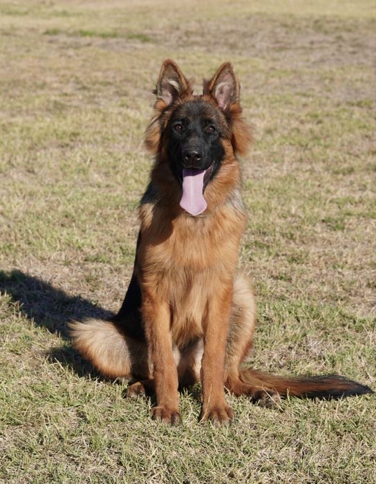 Mascul par lung cu pedigree top