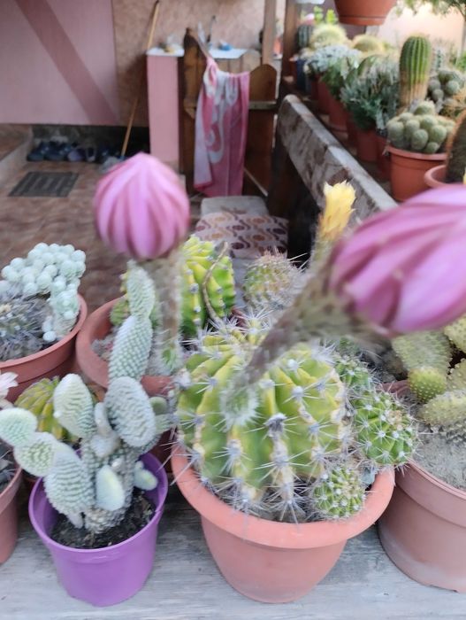 Vand  colectie formata din aprox.80 de cactusi.
