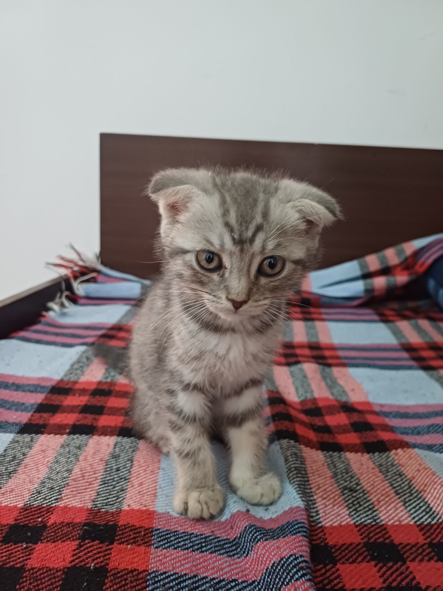 Вислоухий котенок