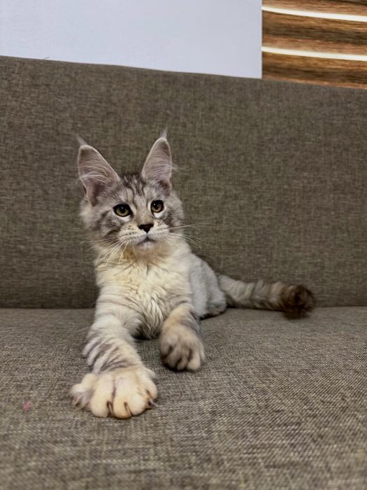 Maine coon cu pedigree felisa autorizata