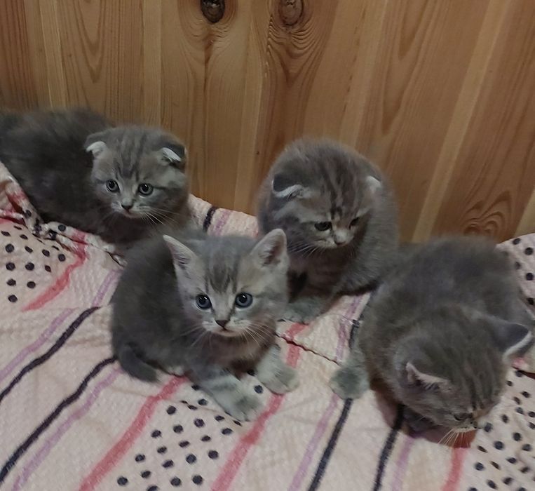 Продаются Котята скоттиш фолт