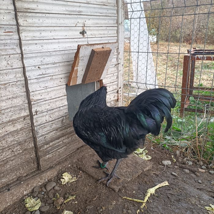 Cocos Australorp