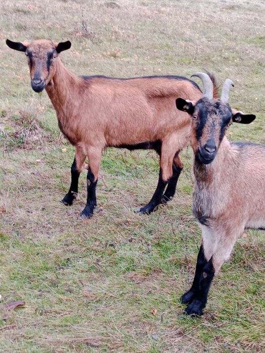 Vând alpine disponibile