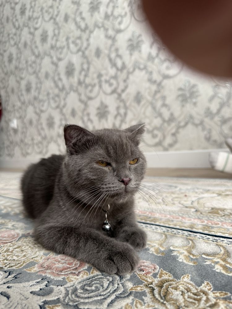 Scottish fold 6-7 oylik. Privivka ogan, shoxmas. Ogil bola