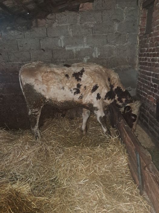 Taurasi si viteaua se vinde