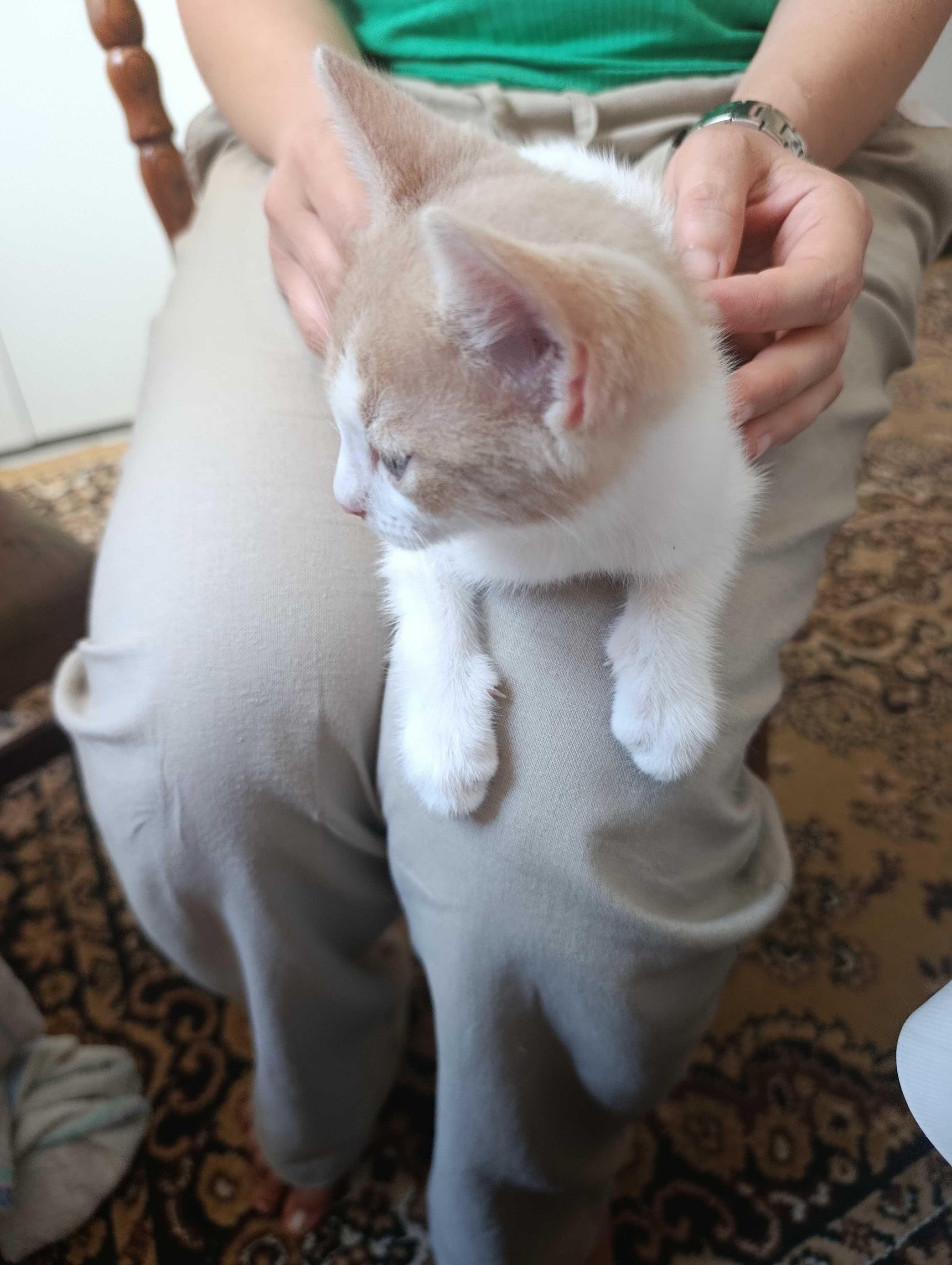 Котенце за осиновяване
