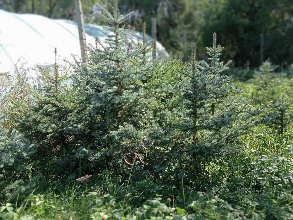 Brad argintiu cu radacina