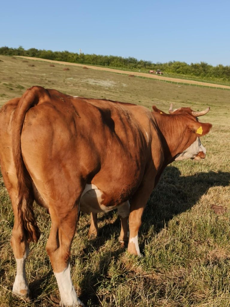 Vand vaca de 4ani