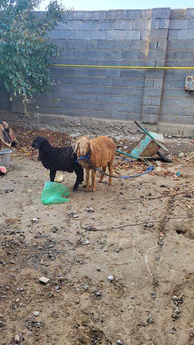 6 айлык жане 4 айлык  қозы сатылады