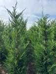 Leylandii gard viu, plante ornamentale, bombus, Tei, mesteacăn etc