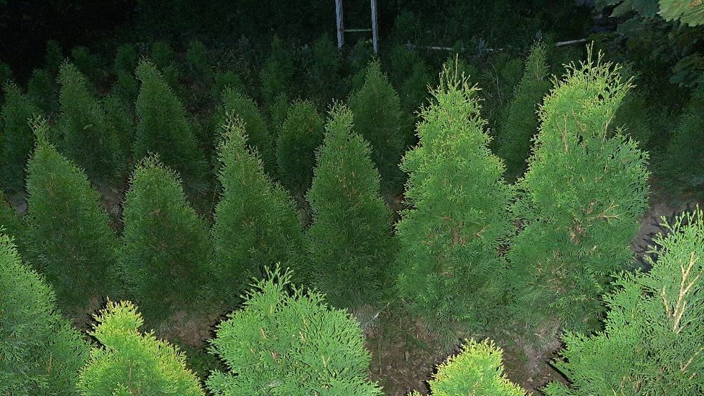 Продам Туи Смарагды