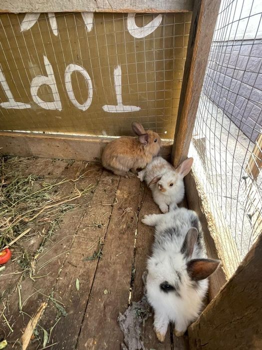 Домашний Қоян сатылады