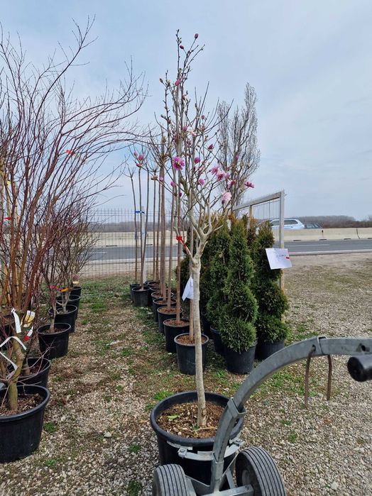 Plante Ornamentale De orice specie Oriunde In tara