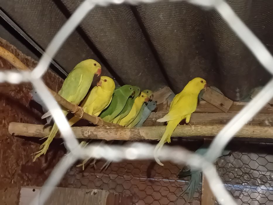 Micul Alexandru  oferta de  sărbători