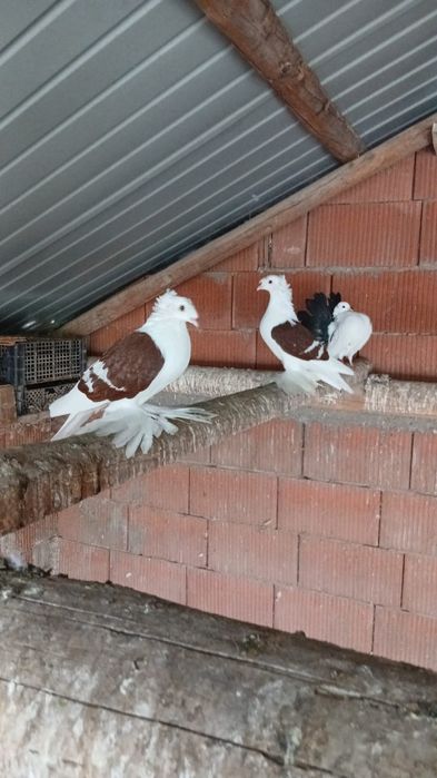 Porumbei preoți saxoni