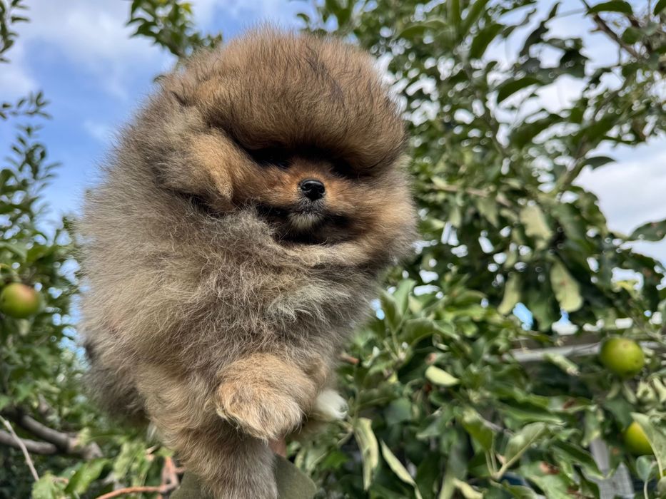 Продавам померан - възможна доставка