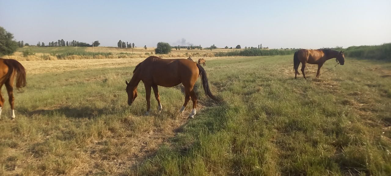 Ot Donchak biya sotiladi
