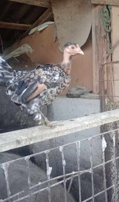 Vând perechi de pitici garlejate