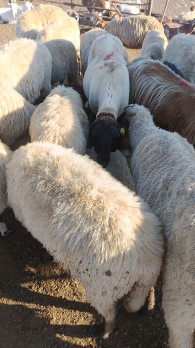 Vând berbecuți de anul asta