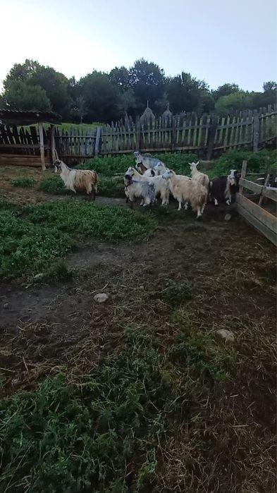 Capre carpatine bune de lapte