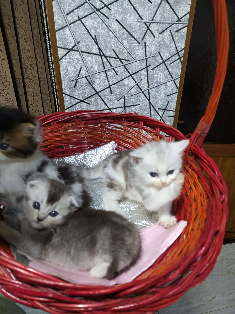 Шотландский вислоухий  Залатой шиншилла