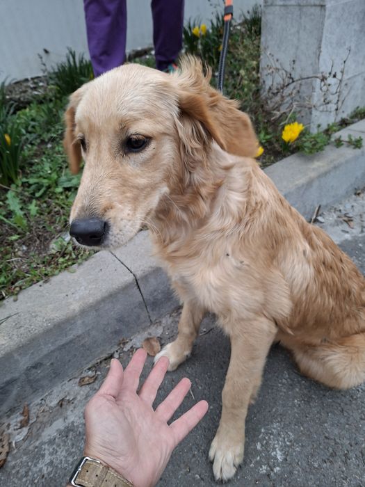 Голдън ретривър женски