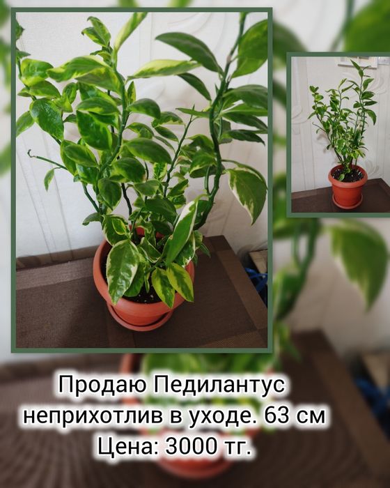 Продаю домашний цветок Педилантус