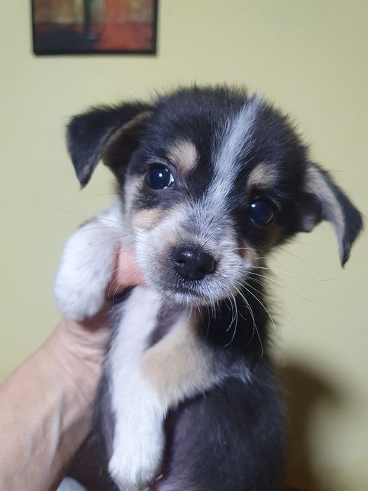 Подарявам малки сладурчета