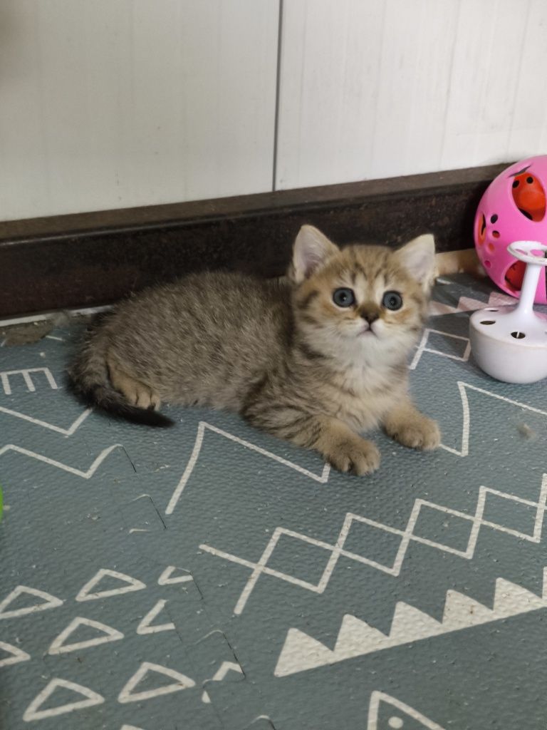 British shorthair golden taby