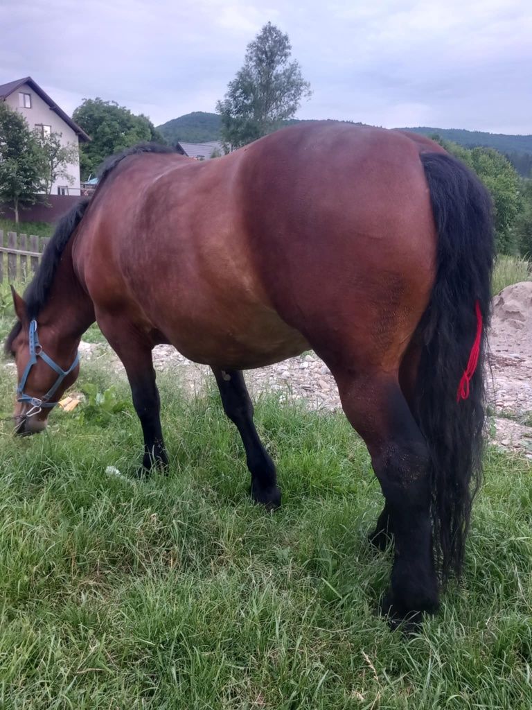 Vând iapă de 5 ani