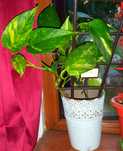 Epipremnum aureum sau Iedera diavolului