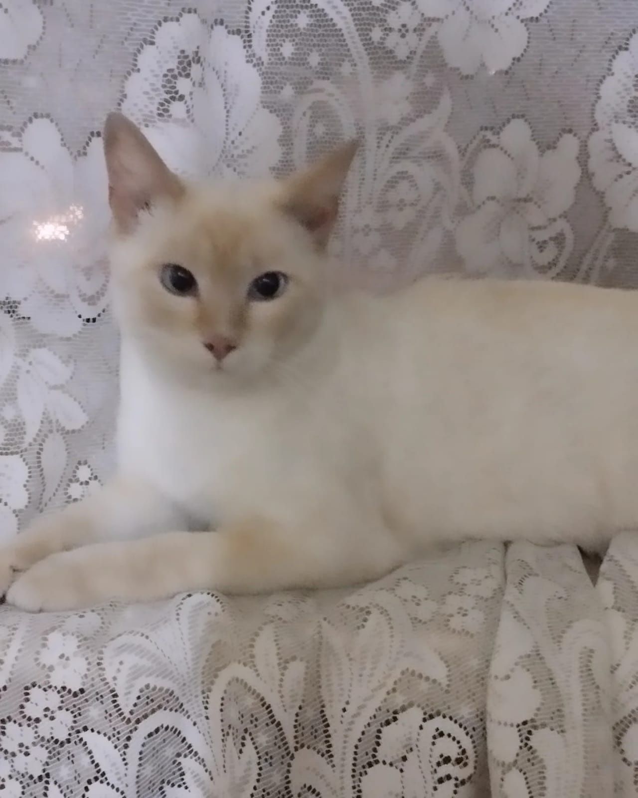 Котик ищет любящего хозяина