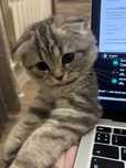Шотландская висолухая кошка ищет новый дом