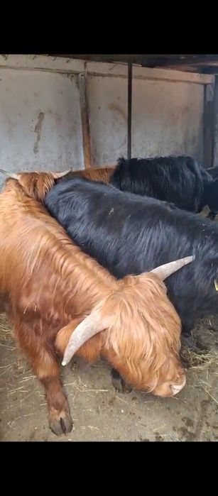 Vând 5tauri din rasa Highland scoțian