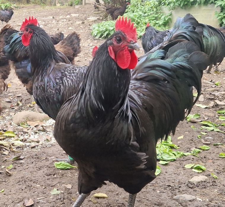 Cocoși Australop negru