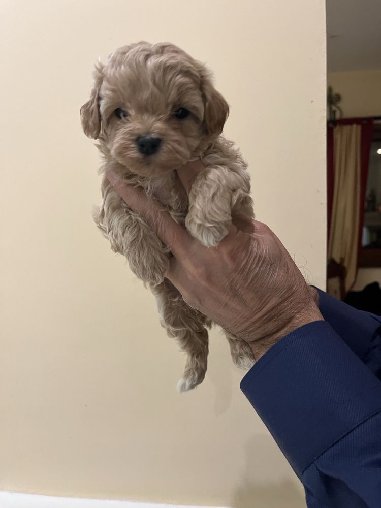 Maltipoo mini toy