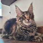 Pisica Maine Coon