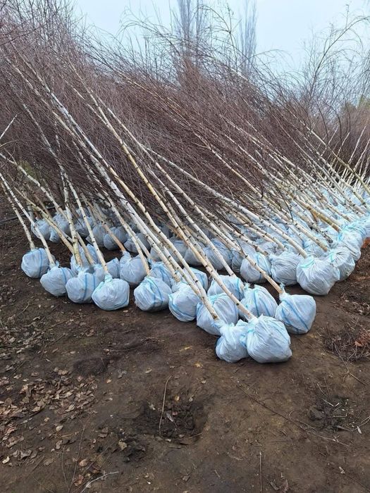 Vand mestecan tei platan