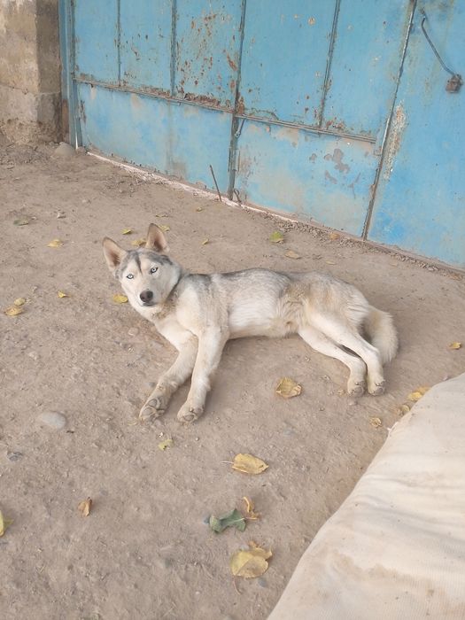 Хаски порода сабака