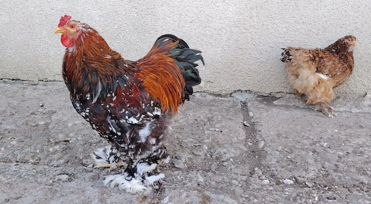 Ouă, pui, tineret și mature din rasa brahma