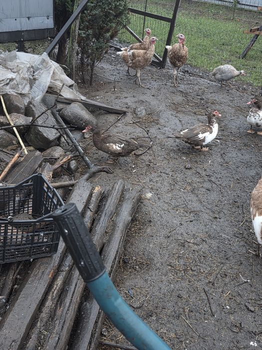 Vand rate mute lesesti